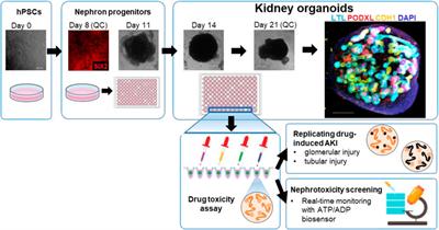 ATP/ADP biosensor organoids for drug nephrotoxicity assessment